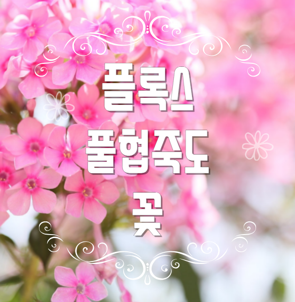  풀협죽도 플록스 꽃 키우기 꽃말 모종 씨앗