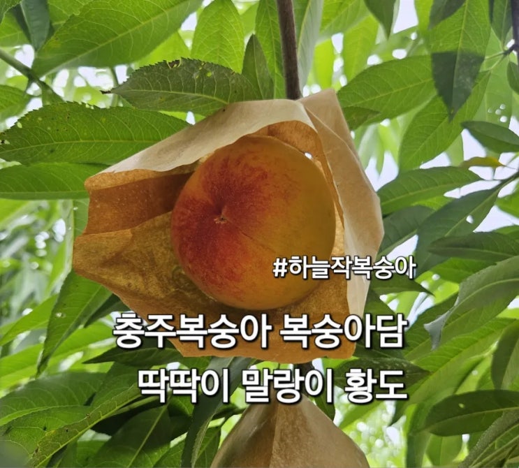  충주복숭아 주문 복숭아담 하늘작복숭아 딱딱이 말랑이 황도 맛집