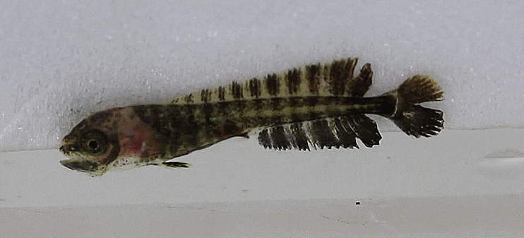  Coryphaena hippurus (early juveniles) シイラ 만새기 촬영 모음