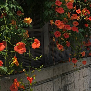 다시 안개 섬네일