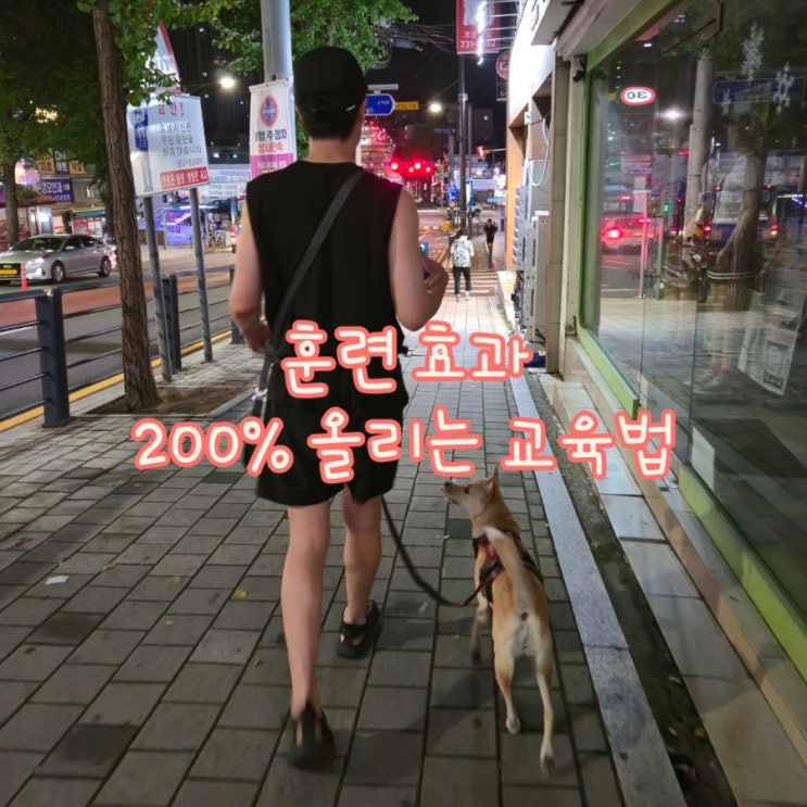  강아지 훈련 효과 UP! 반려견 교육필수 4가지