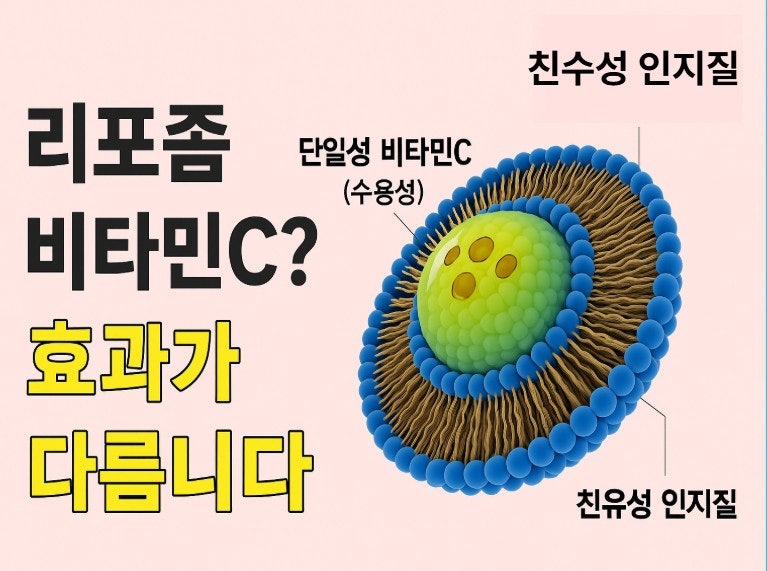 요즘 비타민C는 왜 ‘리포좀’일까?" 비타민C는 챙기고 싶은데, 먹고 나면 속이 쓰리더라고요....