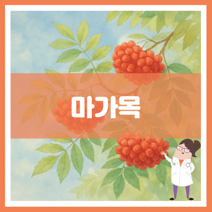  마가목 효능 부작용 먹는 방법
