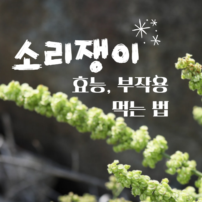  소리쟁이 소루쟁이 효능 부작용 : 뿌리 잎