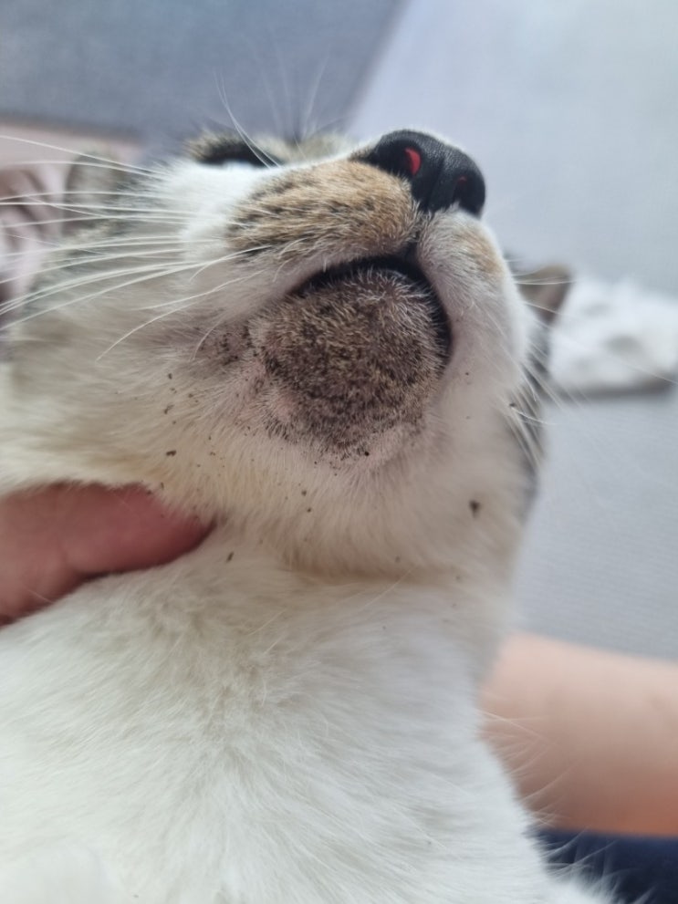  고양이 턱드름 무턱대고 바르고 닦이기만 한다구요? 이것부터 바꿔보세요