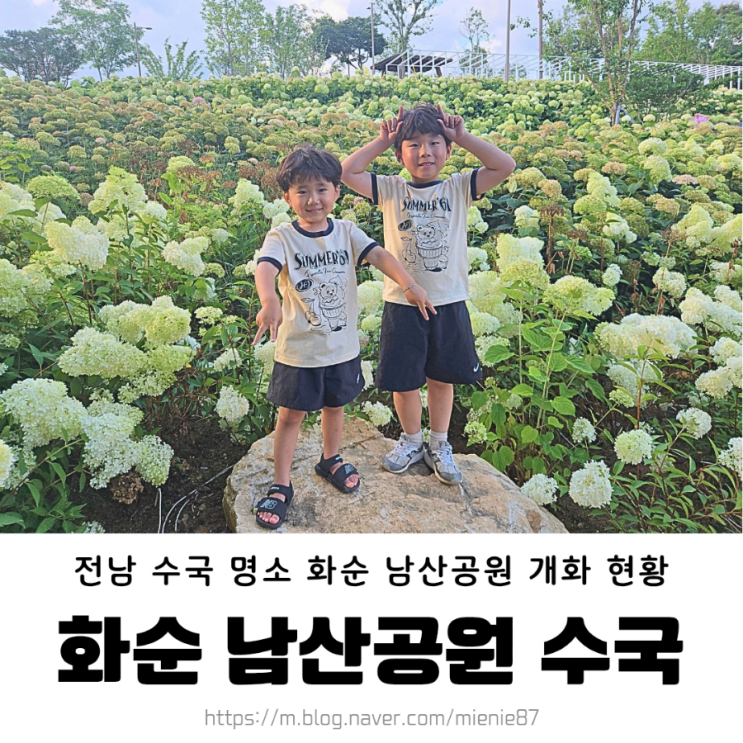  화순 남산공원 수국 주차 정보 및 개화 현황 (7/14)
