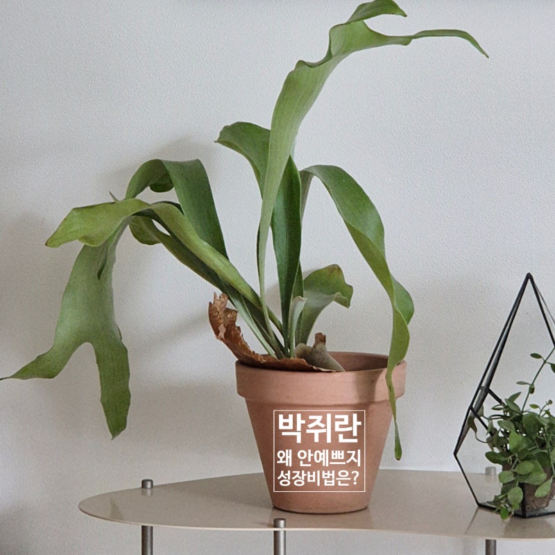 박쥐란 키우기 잎 모양 특징부터 물 주기 & 분갈이 꿀팁까지!