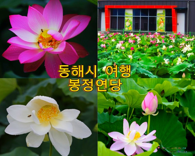 봉정연꽃마을