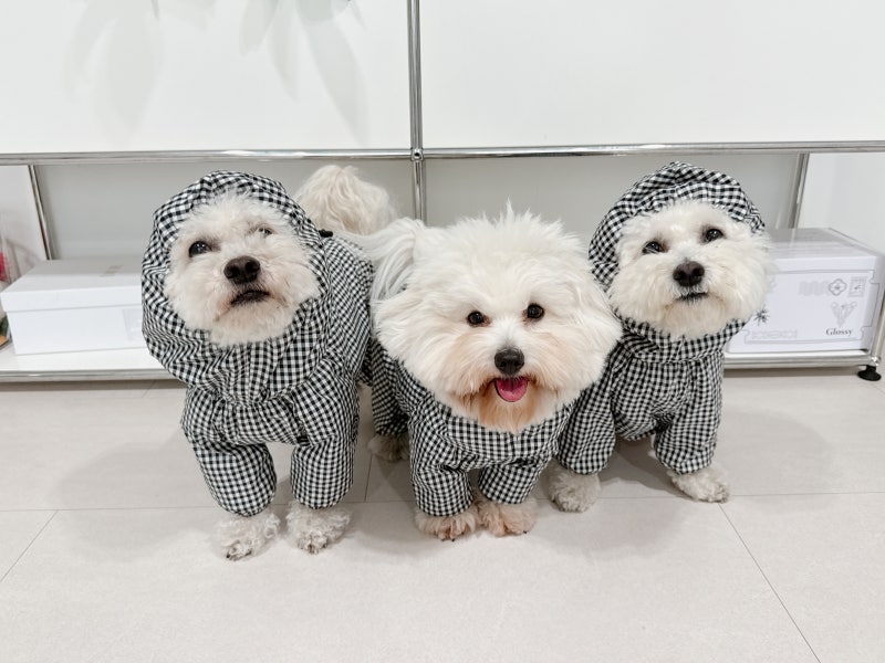 비오는날 강아지 산책, 쏘오옥 비옷 올인원 우비 여름옷