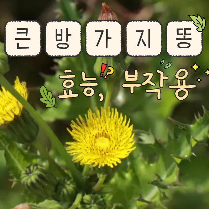  큰방가지똥 효능 부작용 활용&먹는법