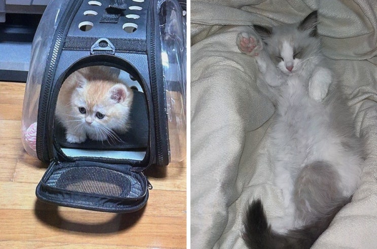  첫 고양이를 분양받으러 간 날, 대전고양이분양 퍼스트캣 대전점에서의 특별한 경험!
