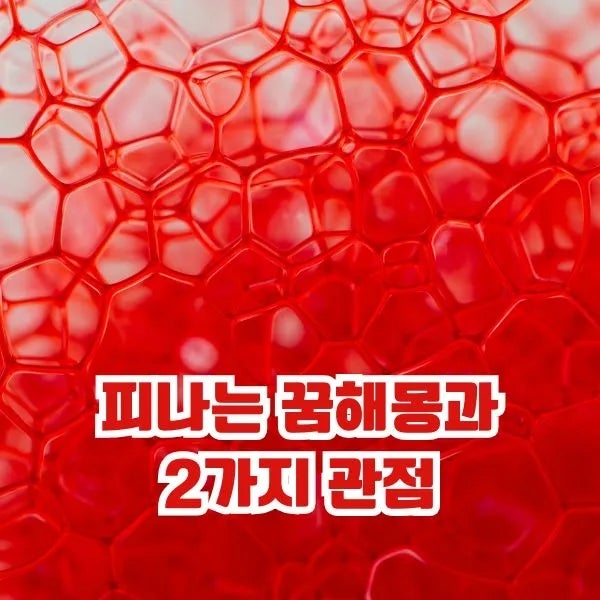 피나는 꿈해몽과 2가지 관점