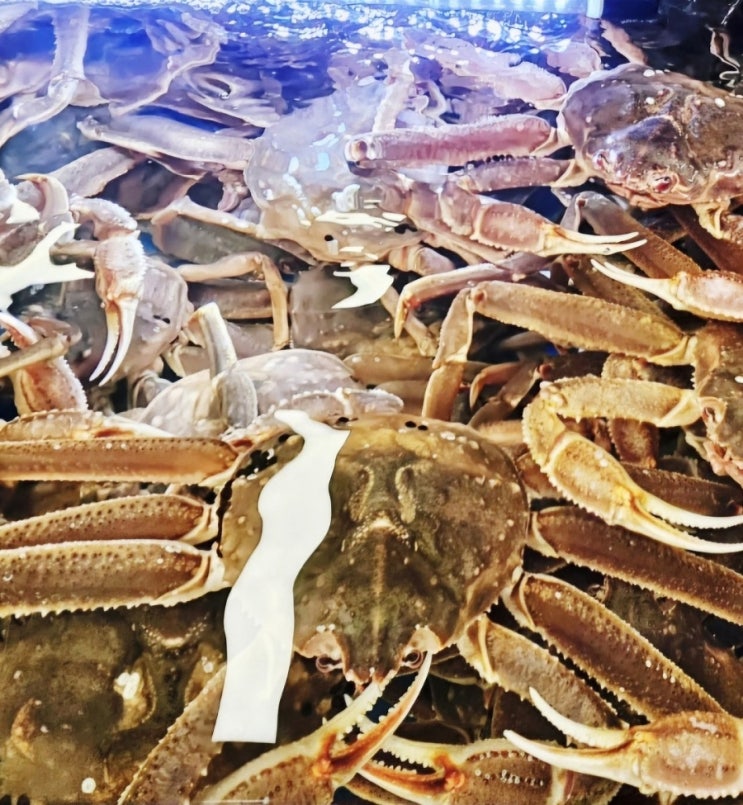  킹크랩시세 대게시세 노량진 가락시장 마트 비교 '이거'드세요