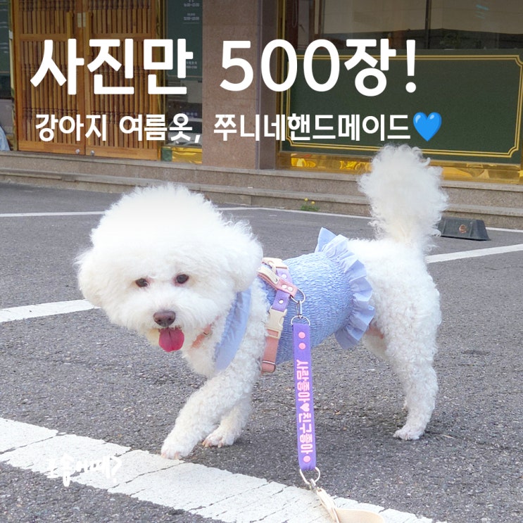  강아지여름옷 OOTD 편안함+러블리 다 가졌개! 쭈니네핸드메이드 쭈리 크롭티