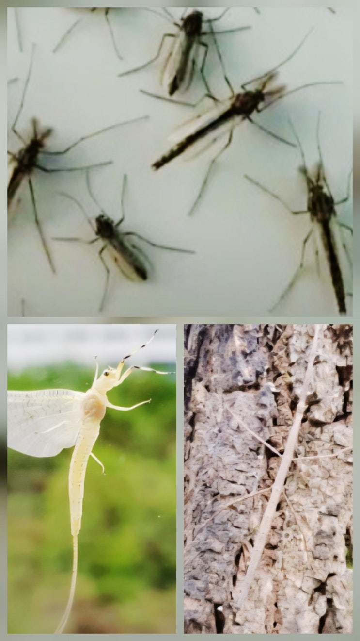  "올여름 곤충 3파전 시작된다. 이제 '팅커벨' 동양하루살이가 수도권 덮친다"
