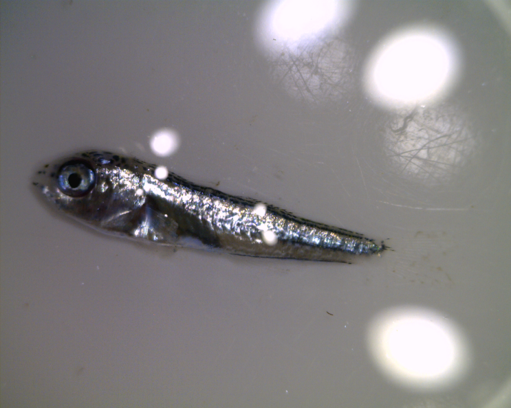  Mullidae spp. (late Larval-early juvenile stage) 촉수과 자치어 모음(2023)