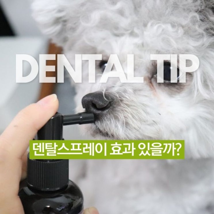  강아지 덴탈스프레이 효과 있을까? 입냄새·치석 걱정 끝낸 우리집 비법