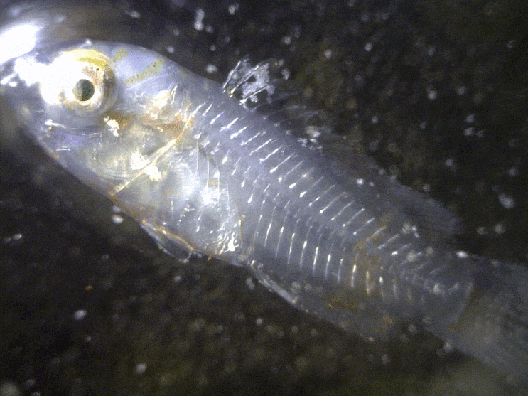  Scarini / Scaridae sp. ulsan B (early juvenile ; parrot fish) 패럿피쉬 부유생활말기 유어 B