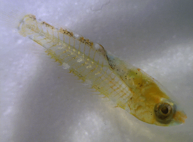  Scarini / Scaridae sp. ulsan A (early juvenile ; parrot fish) 패럿피쉬 부유생활말기 유어 A