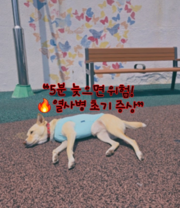  폭염주의보! 강아지 열사병 초기 증상과 응급 대처법