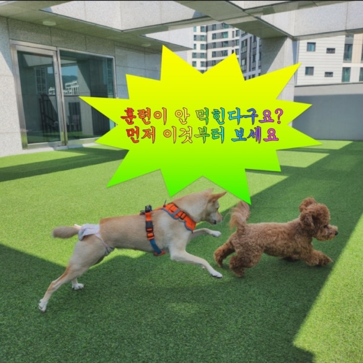  강아지 훈련, 왜 잘 안 될까? 학습 유형부터 확인하세요