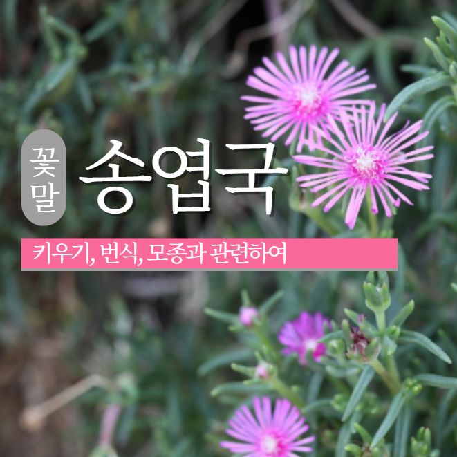  송엽국 꽃말 키우기 번식 모종