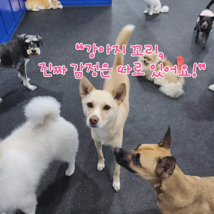  강아지 꼬리의 의미 7가지 정리｜기쁨일까, 경계일까?