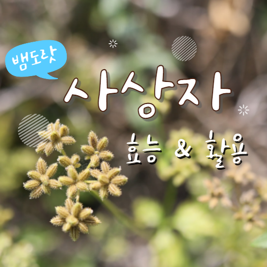  사상자 효능 열매, 차 (뱀도랏)