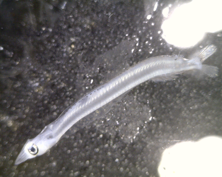 Etrumeus micropus (Larval stage)ウルメイワシ 눈퉁멸