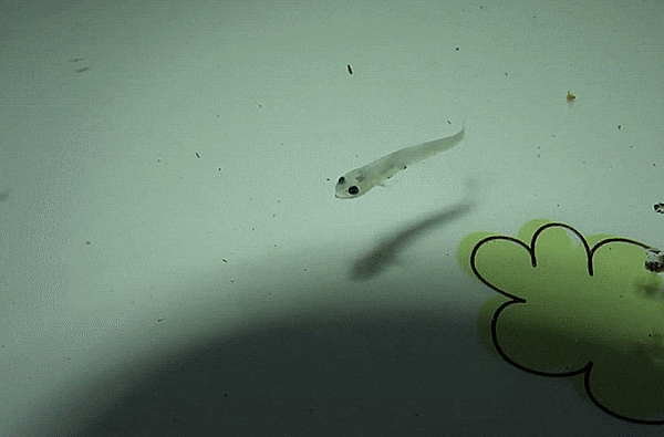  alive lantern fishes (larval stage : Myctophidae sp. ) 샛비늘치과 (살아있는) 자치어 예전 촬영