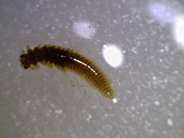  Pelagic worms collection (Annelida spp. ; 2023 part 2)부유성 환형동물 모음