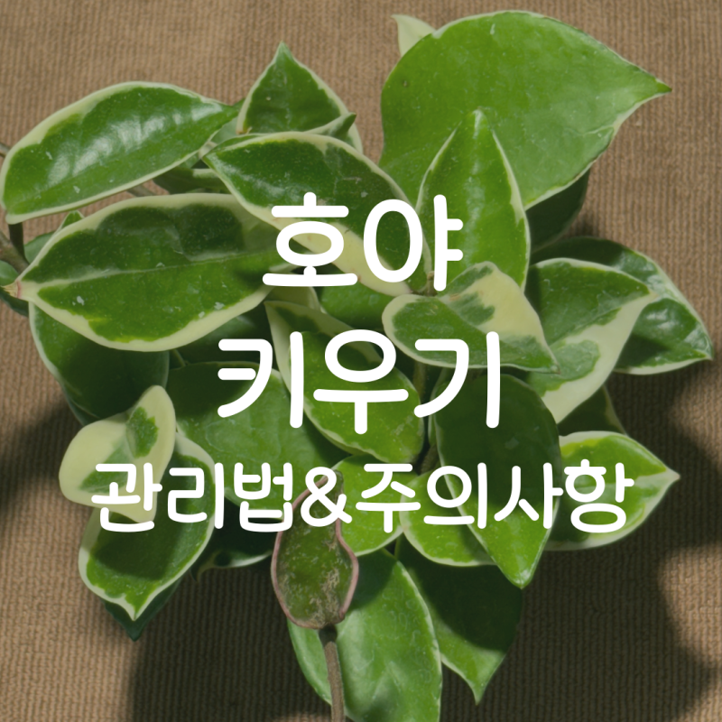 호야(호야 카르노사) 키우기, 관리 팁, 주의할 부분