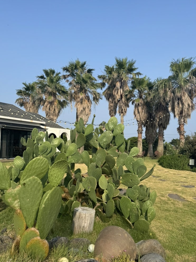  25년 7월 제주 애월, 서귀포 2박 3일 여행 기록