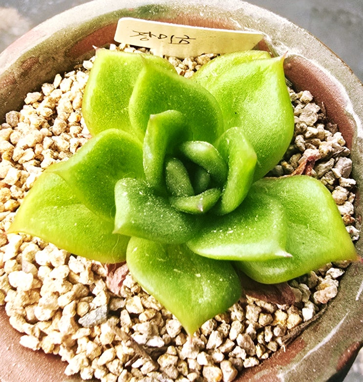  20250716 장미금, 마리아