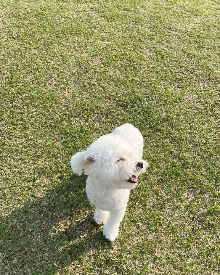  댕댕이와 유일무이한 하루, 전주 무이사회 솔직후기ᵕ̈