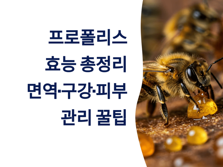  프로폴리스 효능 총정리: 면역·구강·피부 관리 꿀팁