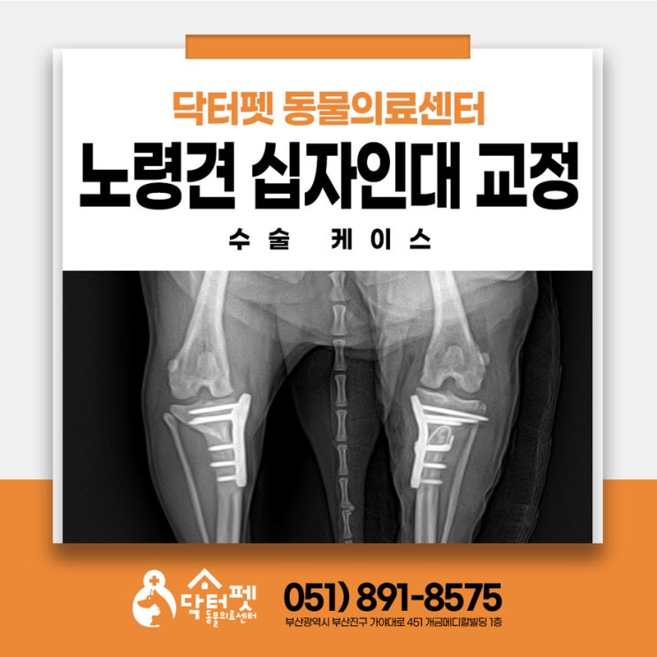  왼쪽 뒷다리 깽깽이 10살 말티즈 십자인대파열 부산 강아지 노령견 정형외과수술 동물병원
