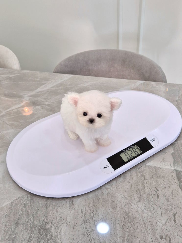  천안미니비숑분양 부모님 위해 다시 데려온 강아지, 진짜 작은 비숑분양