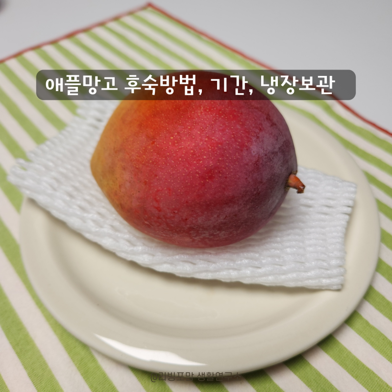 상온에서 애플망고 후숙 보관 방법 기간 총정리