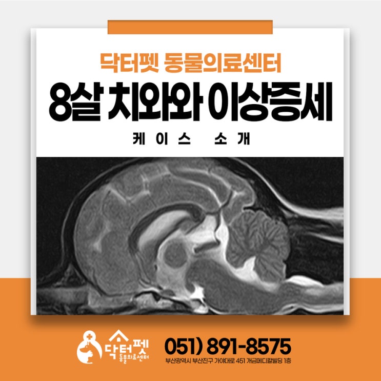  치와와 보호자님 주목! 이상증세 케이스 특발성 간질 척수공동증 관리 부산 신경계질환 동물병원
