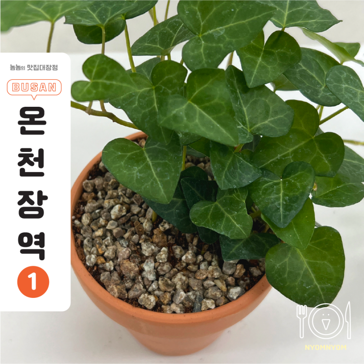  동래구 청년어울림센터 프로그램 | 3시간 만에 식물 살리는 꿀팁 배우고 왔어요