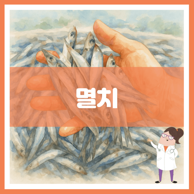 멸치 효능 부작용 보관방법