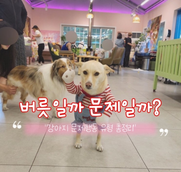  강아지 문제행동, 어디까지가 문제일까? 유형별 정리