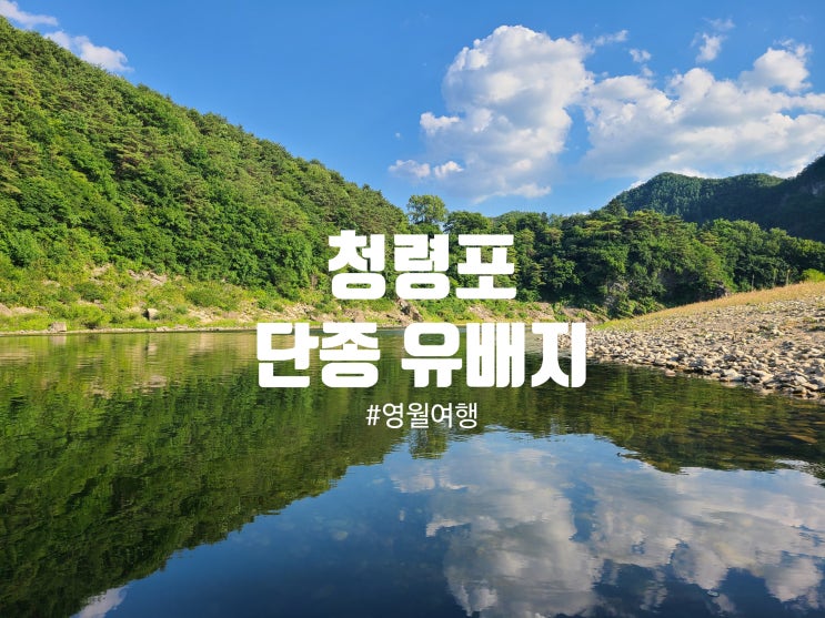  단종 유배지 ‘청령포’ 여름에 다녀온 생생후기 관음송, 산책로까지 정리!