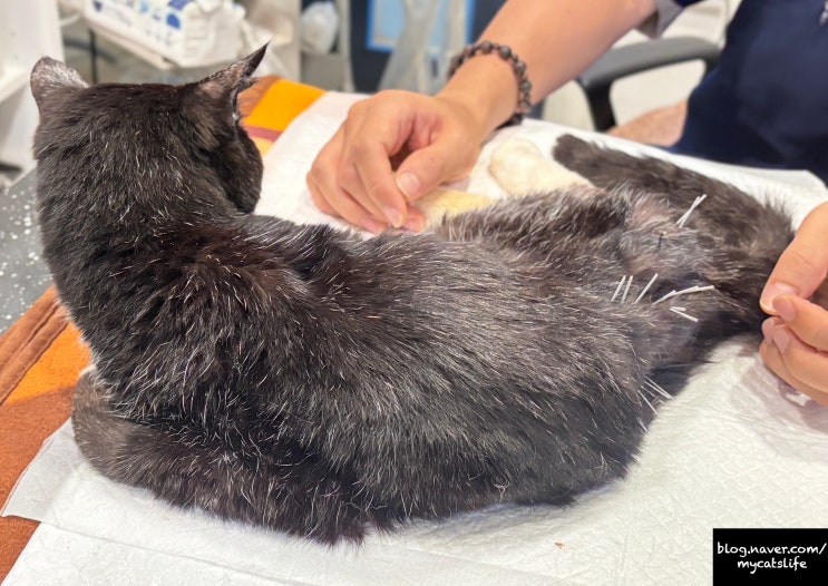  침 맞고 온 흑풍이_고양이 침 치료