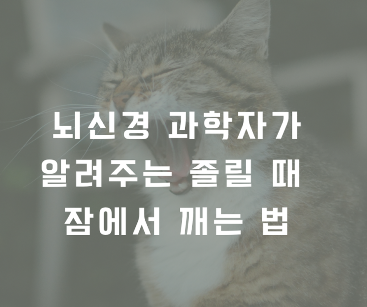  뇌신경 과학자가 알려주는 졸릴때 잠 깨는 법