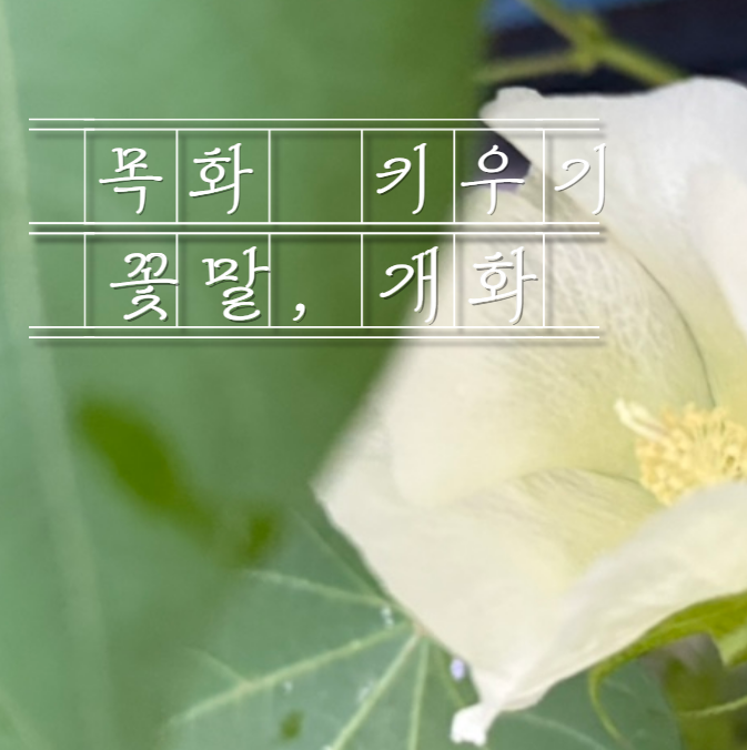 목화 꽃 꽃말 뜻 키우기 피는 시기