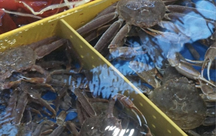  강원도 고성 거진항 수산물판매센타에서 제대로 즐긴 한 끼! 임선장 후기