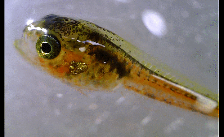  Guttigadus nana ヒメダラ 짧은수염대구 ( 촬영 모음)