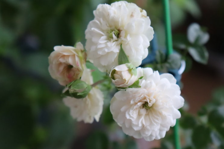  삼색 찔레 장미 키우기